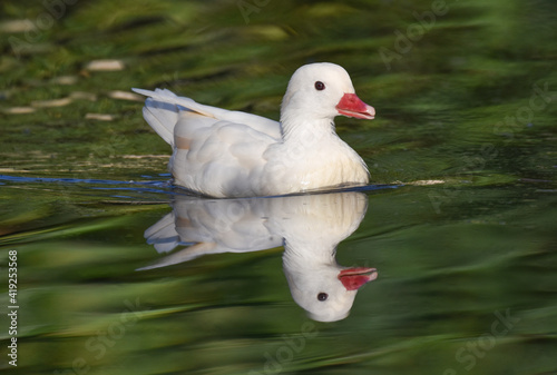 White caroline duck with reflection swimming  on a grren pond