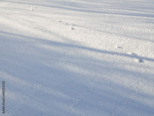 March cats. Cat footprints in the snow. Spring, morning.