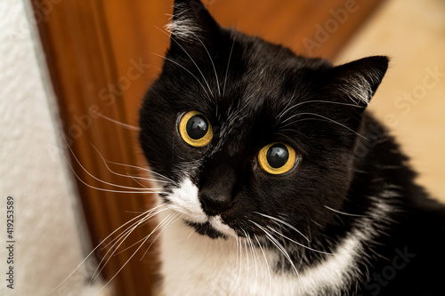 Closeup of the head of a tuxedo domestic black and white cat