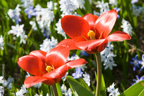 red tulips