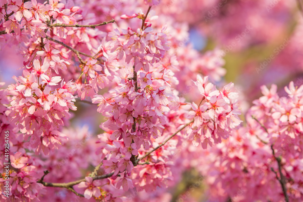 Close up blooming branch cherry blossom sakura .Beautiful nature scene orchard.Spring flowers Close up blooming branch cherry blossom sakura .Beautiful nature scene orchard.Spring flowers