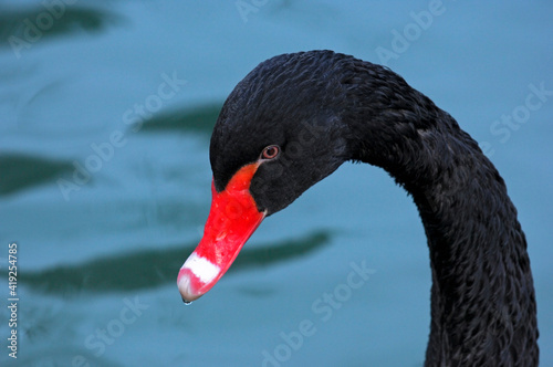 Black Swan, Cygnus Atratus © Stockfotos
