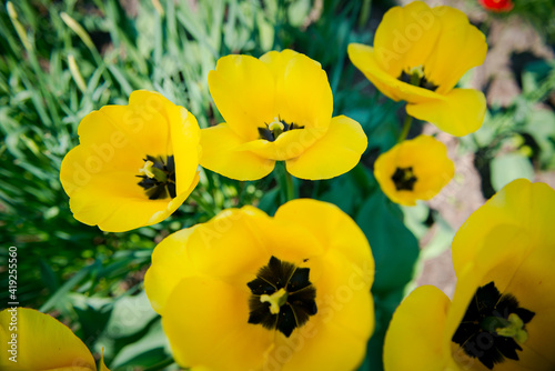 Yellow tulips . tulip in the garden. tulip flower in garden  open tulip flower. Opening spring flower in the garden