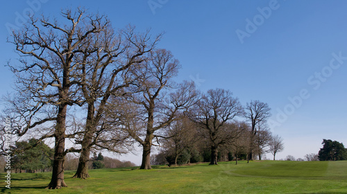 View of trees against blue sky in winter with grass below