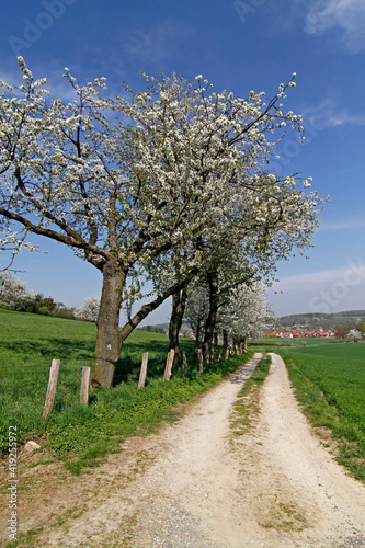 spring © Stockfotos