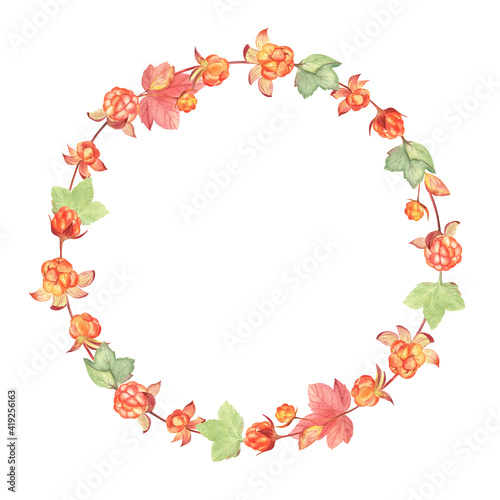 Cloudberry wreath painted in watercolors on white isolated background. Beautiful nordic berries. Good for cards, invitations, social networks, tags and more. 