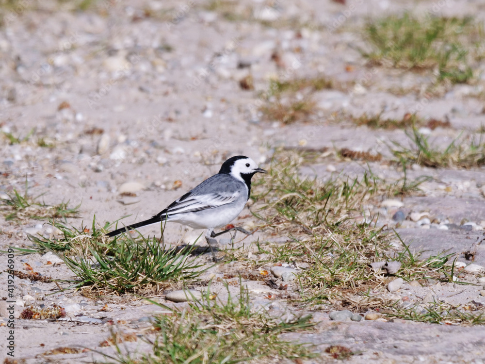 white wagtail perching on the ground in sunshine white wagtail perching on the ground in sunshine