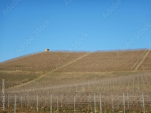 Vineyards of Langhe, Piedmont - Italy