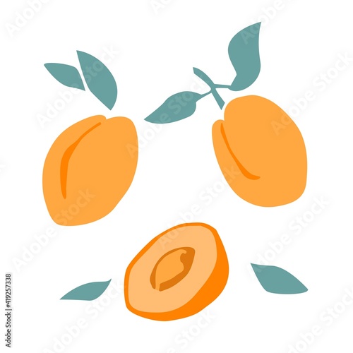 Set of fresh fruit orange apricot with green leaf, slice in hand drawing style isolated on white background. Vector flat illustration. Design for textiles, labels, posters, card
