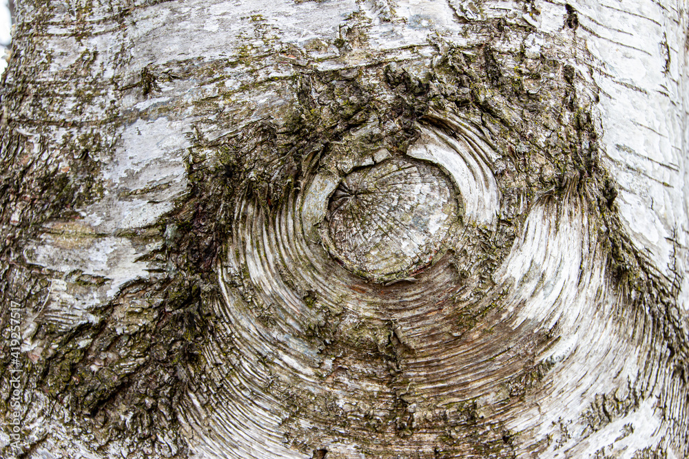 Obraz premium bark of a tree