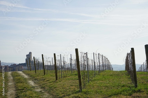 Langhe vineyard in winter near Serralunga d'Alba, Piedmont - Italy
