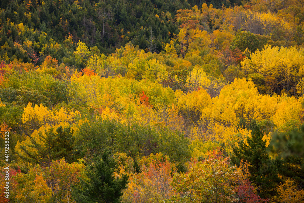 USA, Maine. Fall foliage in Acadia National Park.