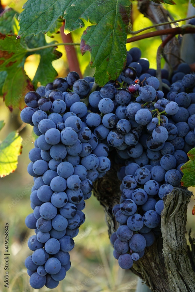 Naklejka premium Vineyards around Barolo, Piedmont - Italy