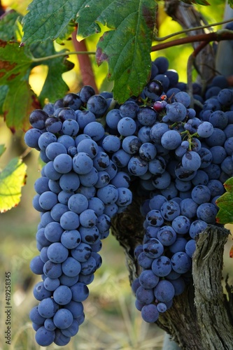 Vineyards around Barolo, Piedmont - Italy
