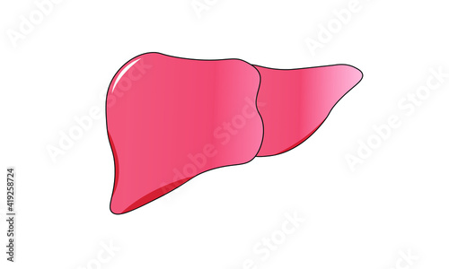 Liver