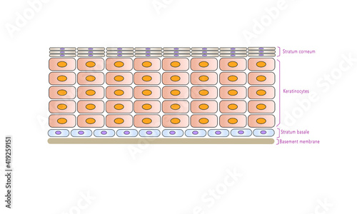 Epidermis layers [Skin]