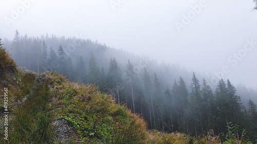 Moody forest in a summer morning. Foggy autumn background with fir trees