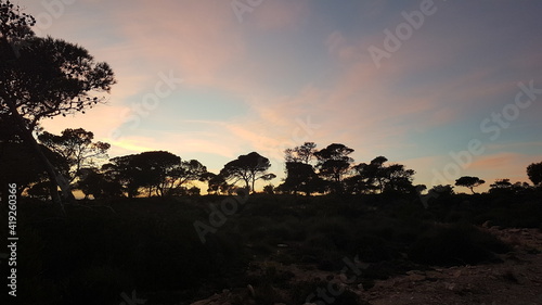 A Breathtaking Sunset Casts Its Radiant Glow  Creating Ethereal Silhouettes of Graceful Aleppo Pine Trees in the Canastel Forest  Embracing Nature s Timeless Symphony of Beauty and Serenity