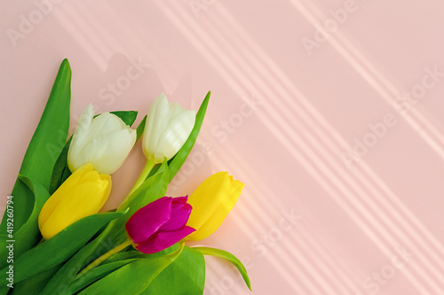 Fototapeta Naklejka Na Ścianę i Meble -  Mother's day.Tulip flower with petals on pink background.Women's day.love.postcard.Banner.Advertising for the store and holiday sale.copy space.mock up.flat lay.