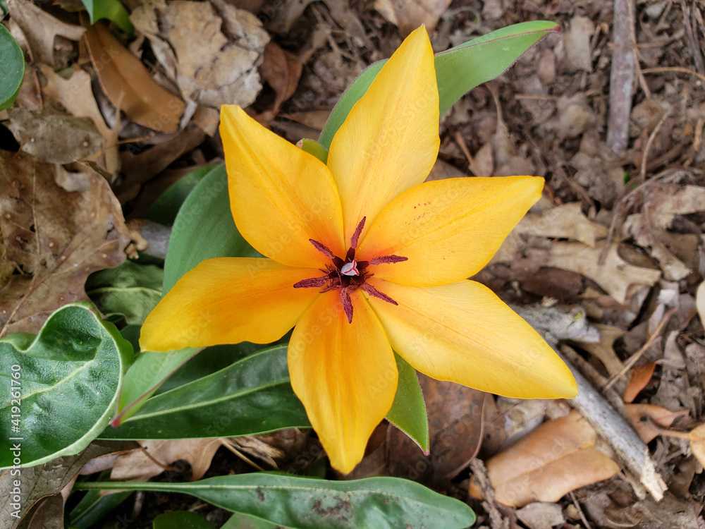 Fototapeta premium yellow lily flower