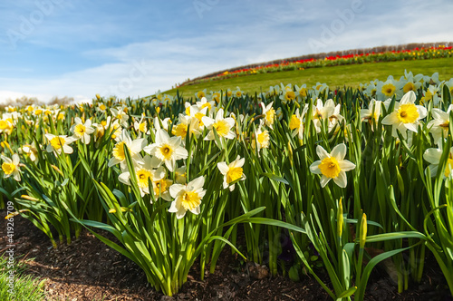 A field of daffodils blooming in the spring.