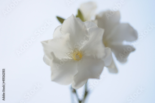 white oleander flowers