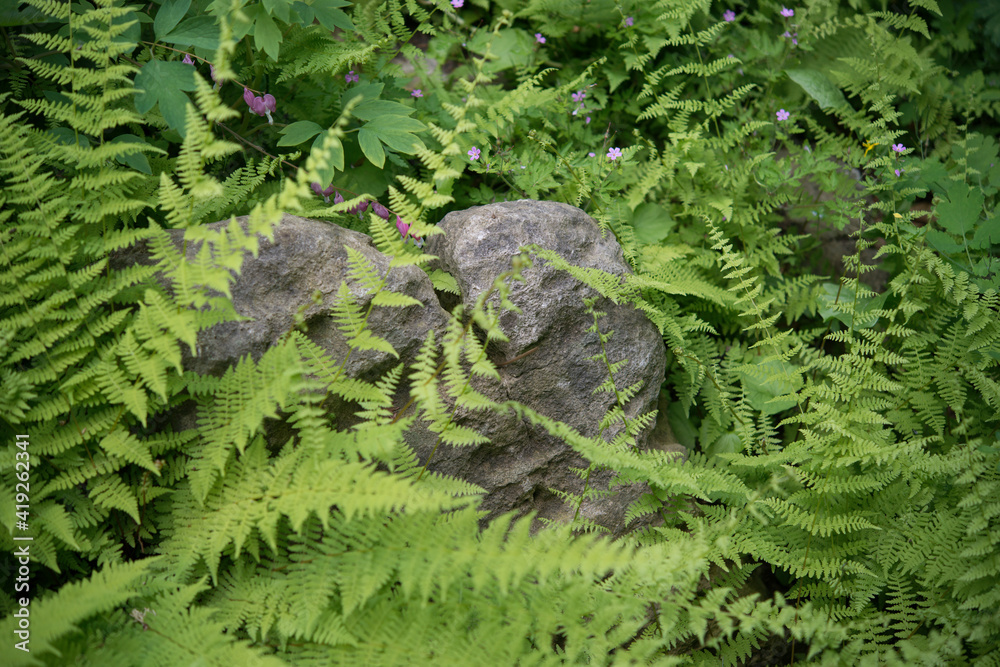 Obraz premium ferns and rock in a garden