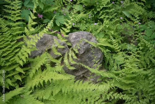 ferns and rock in a garden