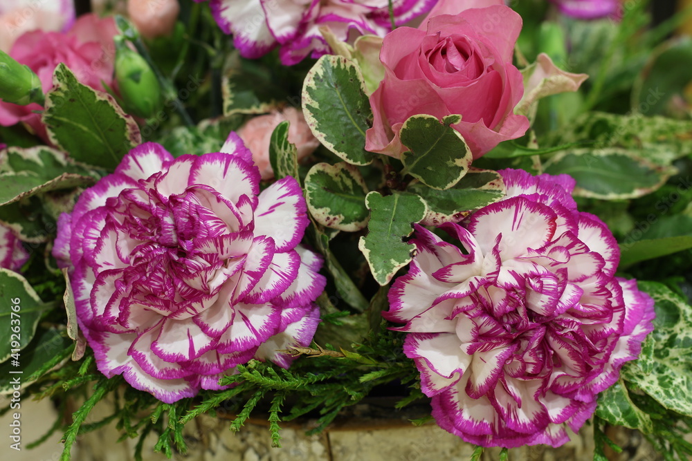 Fototapeta premium Floral arrangement closeup featuring white carnations with purple fringes and pink roses