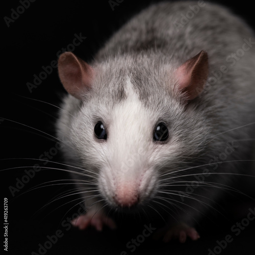 Gray rat portrait isolated on black background. Rodent pet. Domesticated rat close up. The rat with long tail is looking at the camera.