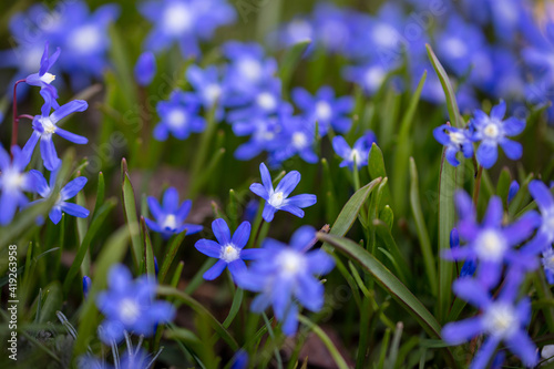 blue spring stars