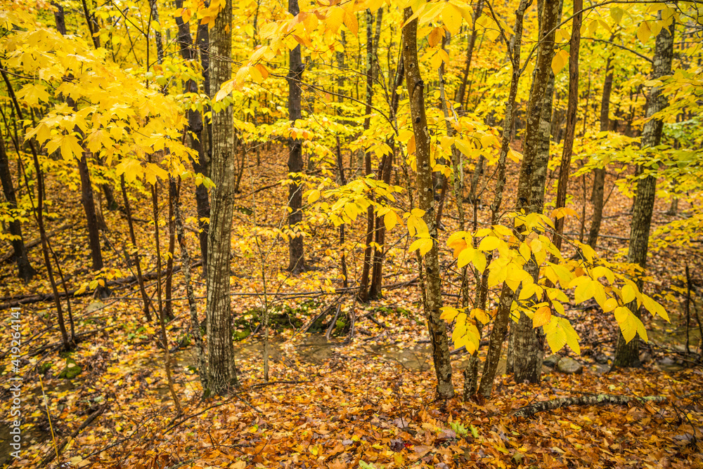 USA, Maine, Mt. Desert Island. Acadia National Park autumn foliage.