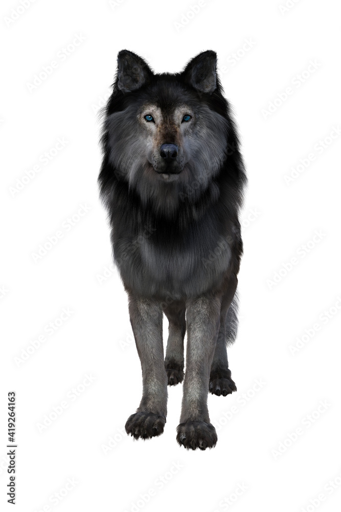 Brown and grey Dire Wolf. 3d illustration isolated on white background,