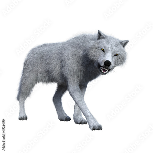 Tableau sur toile White wolf snarling aggressively