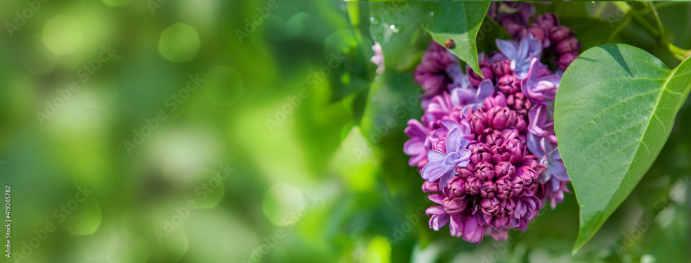 Lilac flowering shrub in sunny spring after rain. Spring background with bokeh and short depth of field. Place for your text. Lilac flowering shrub in sunny spring after rain. Spring background with bokeh and short depth of field. Place for your text.