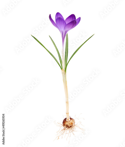 Spring flower of Whitewell Purple or Early Crocus, Crocus tommasinianus, the entire plant with root and bulb photo
