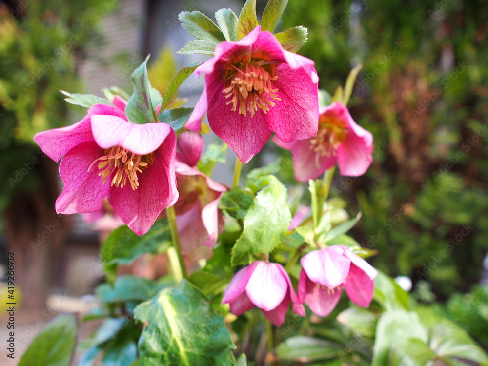 Obraz premium 庭のクリスマスローズの花