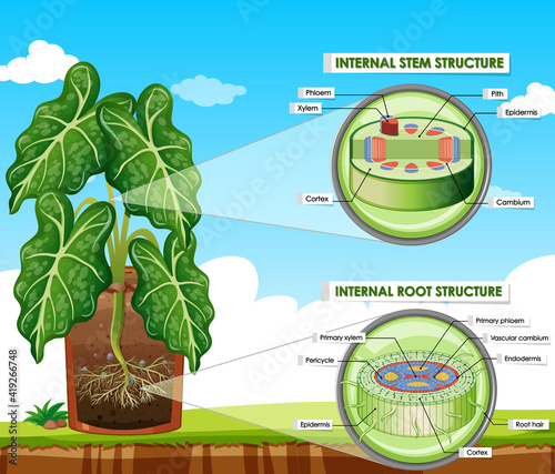 Diagram showing stem and root structure