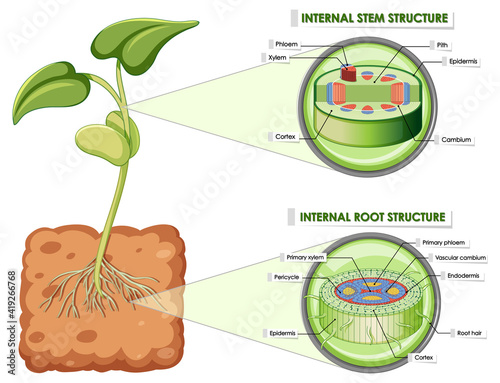 Diagram showing stem and root structure