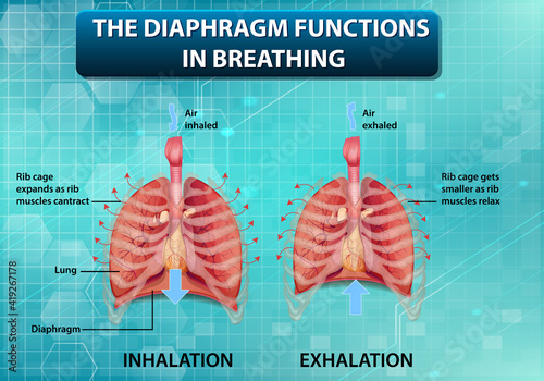 The diaphragm functions in breathing