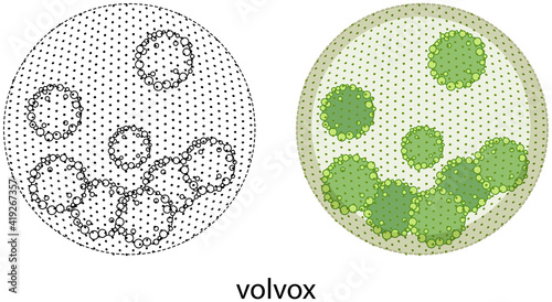 Volvox in colour and doodle on white background