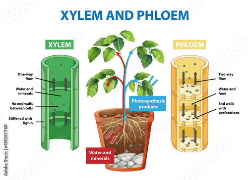 Diagram showing xylem and phloem of plant photo