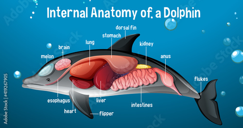 Internal Anatomy of a Dolphin with label