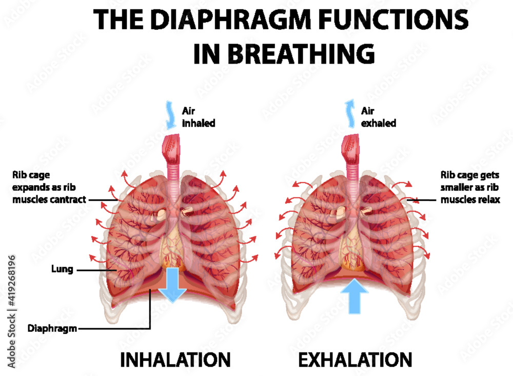 The diaphragm functions in breathing Stock Vector Adobe Stock