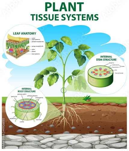 Diagram showing Plant Tissue Systems photo