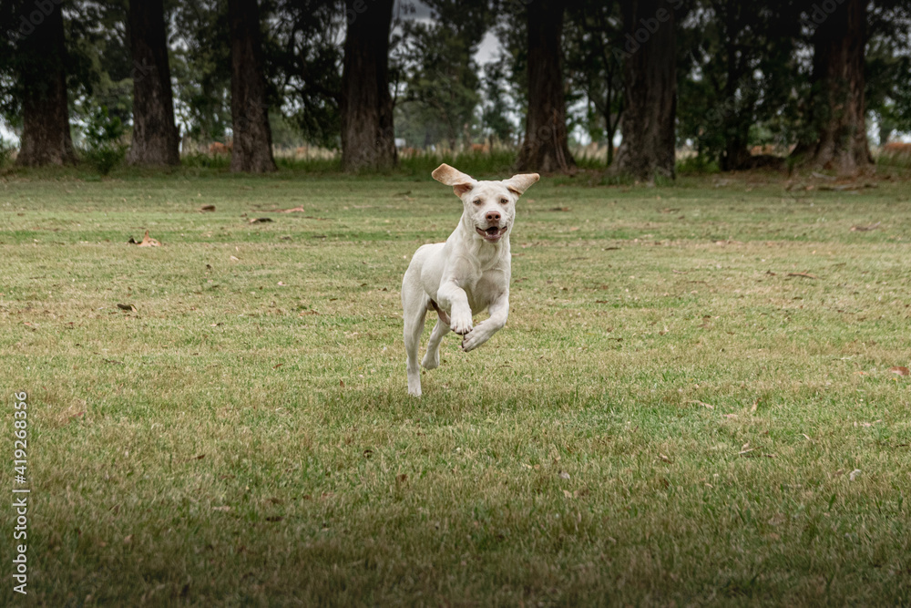 Labrador breed dog running in a rural environment Labrador breed dog running in a rural environment