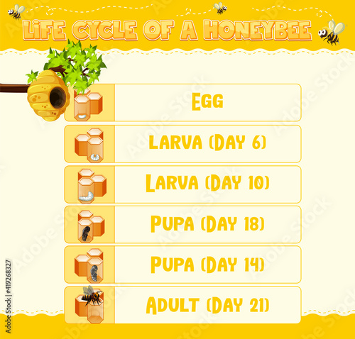 Diagram showing life cycle of Honey Bee