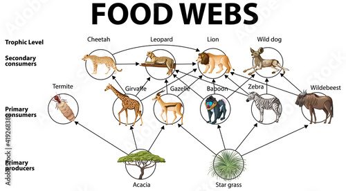 Education poster of biology for food webs diagram