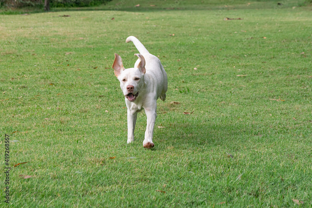 Labrador breed dog running in a rural environment