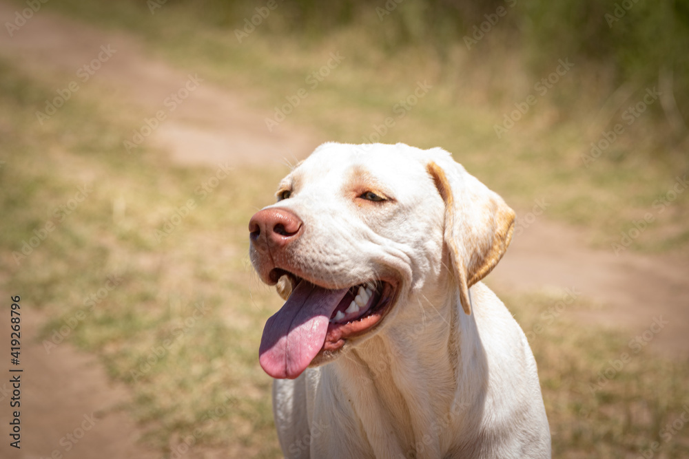 Labrador breed dog enjoying a rural environment